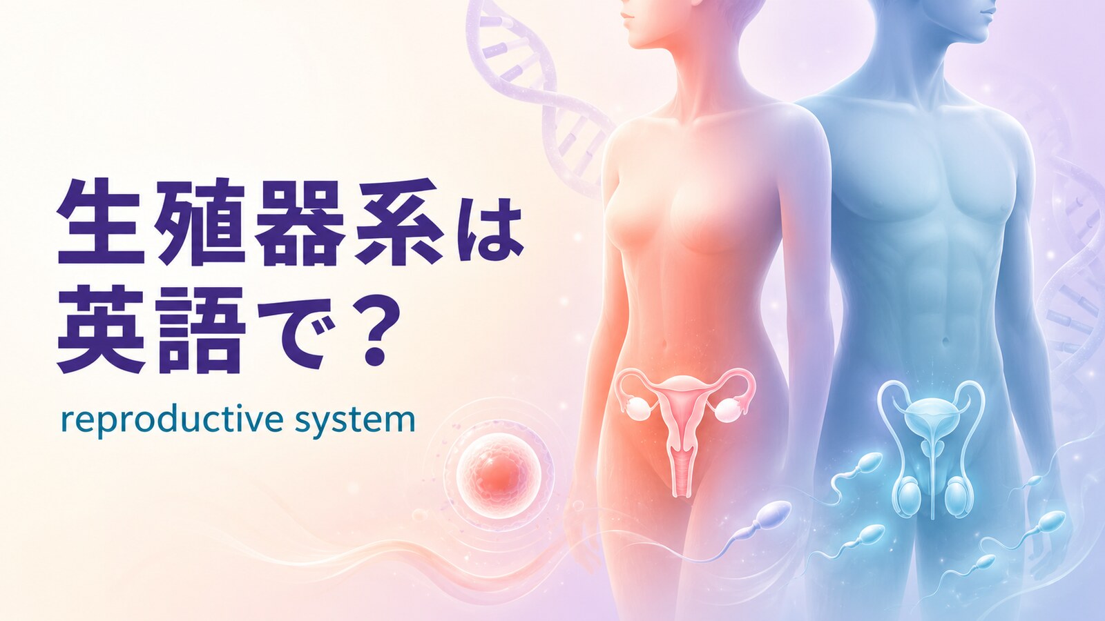 生殖器系は英語で?reproductive systemと女性・男性の生殖器官、卵子・精子・DNAを示したアイキャッチ