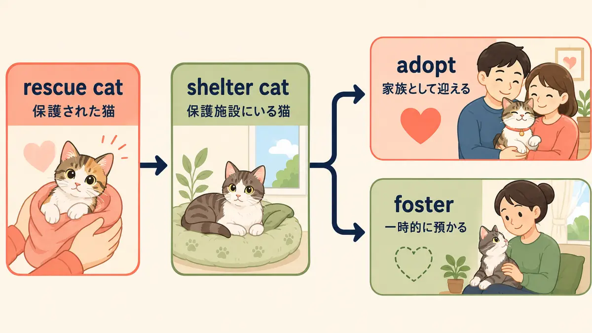 rescue cat shelter cat adopt fosterの違いを示す図解