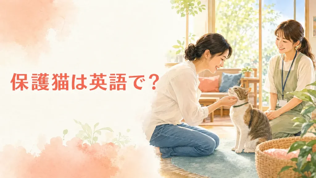 保護猫は英語で? rescue catとshelter catの違い