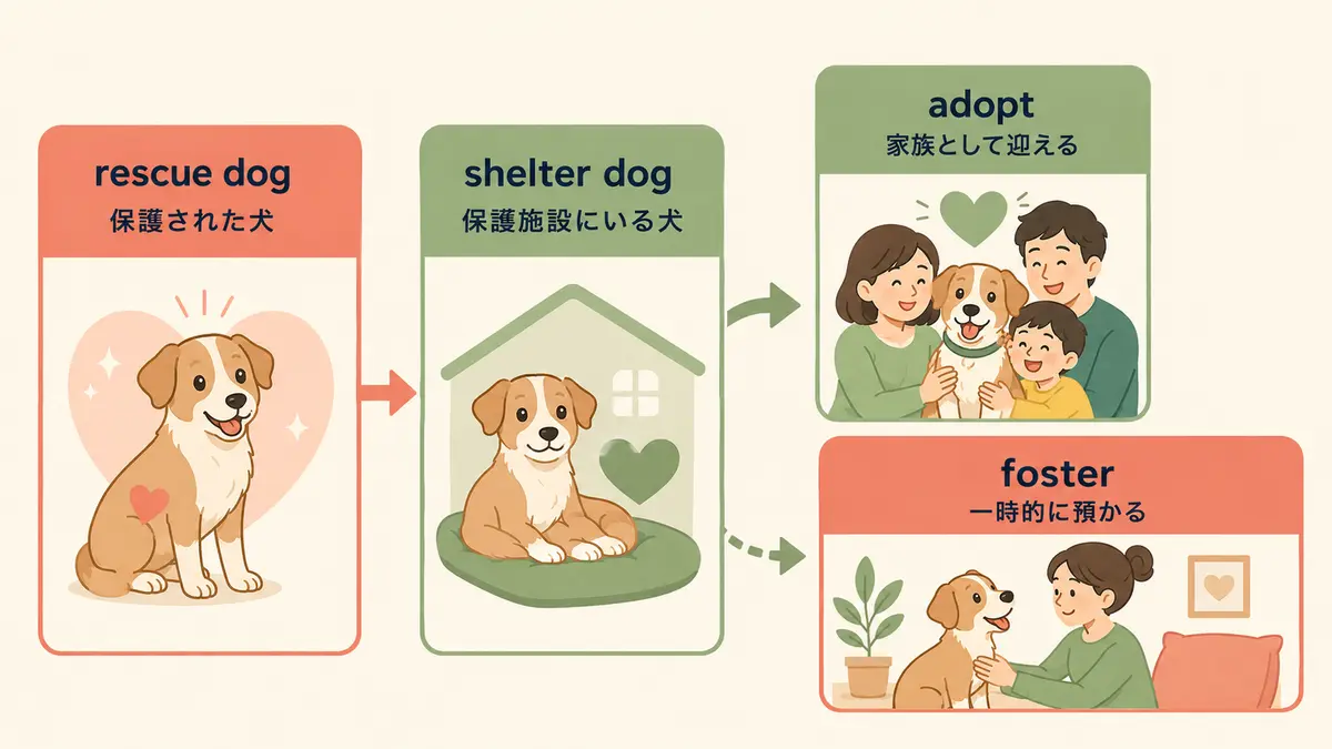 rescue dog・shelter dog・adopt・fosterの意味と違い