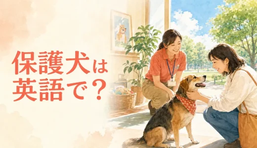 保護犬は英語で？rescue dog・shelter dog・adopt・fosterの違い