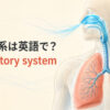 呼吸器系は英語で？respiratory systemと鼻・気管・気管支・肺を示したアイキャッチ