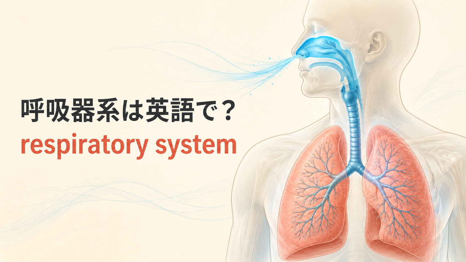 呼吸器系は英語で？respiratory systemと気管・気管支・肺胞を図解