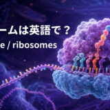 リボソームは英語でribosome、複数形はribosomesと示したアイキャッチ画像