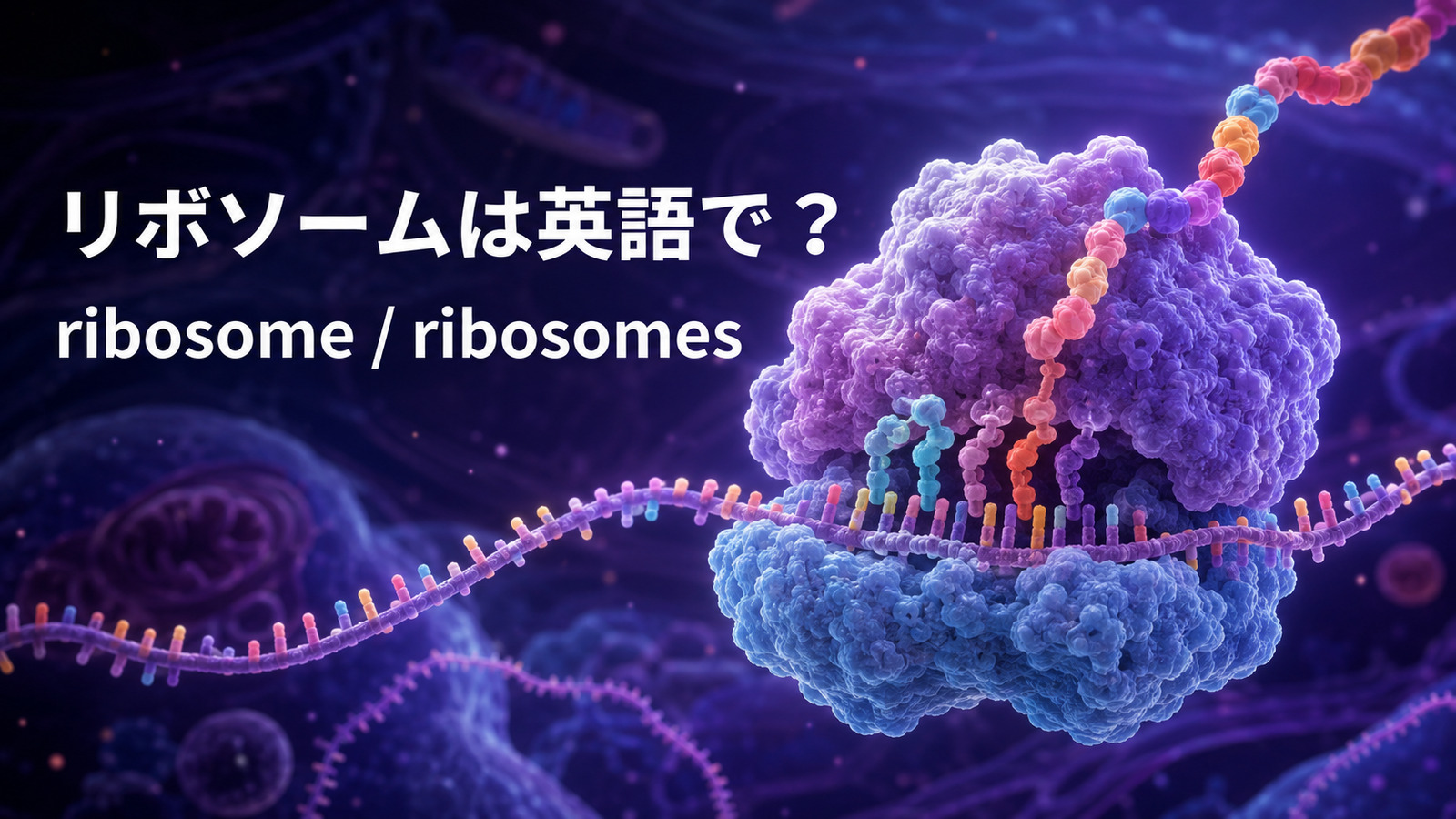 リボソームは英語でribosome、複数形はribosomesと示したアイキャッチ画像