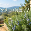 地中海風の庭のローズマリーに「ローズマリーは英語で？」と記したアイキャッチ