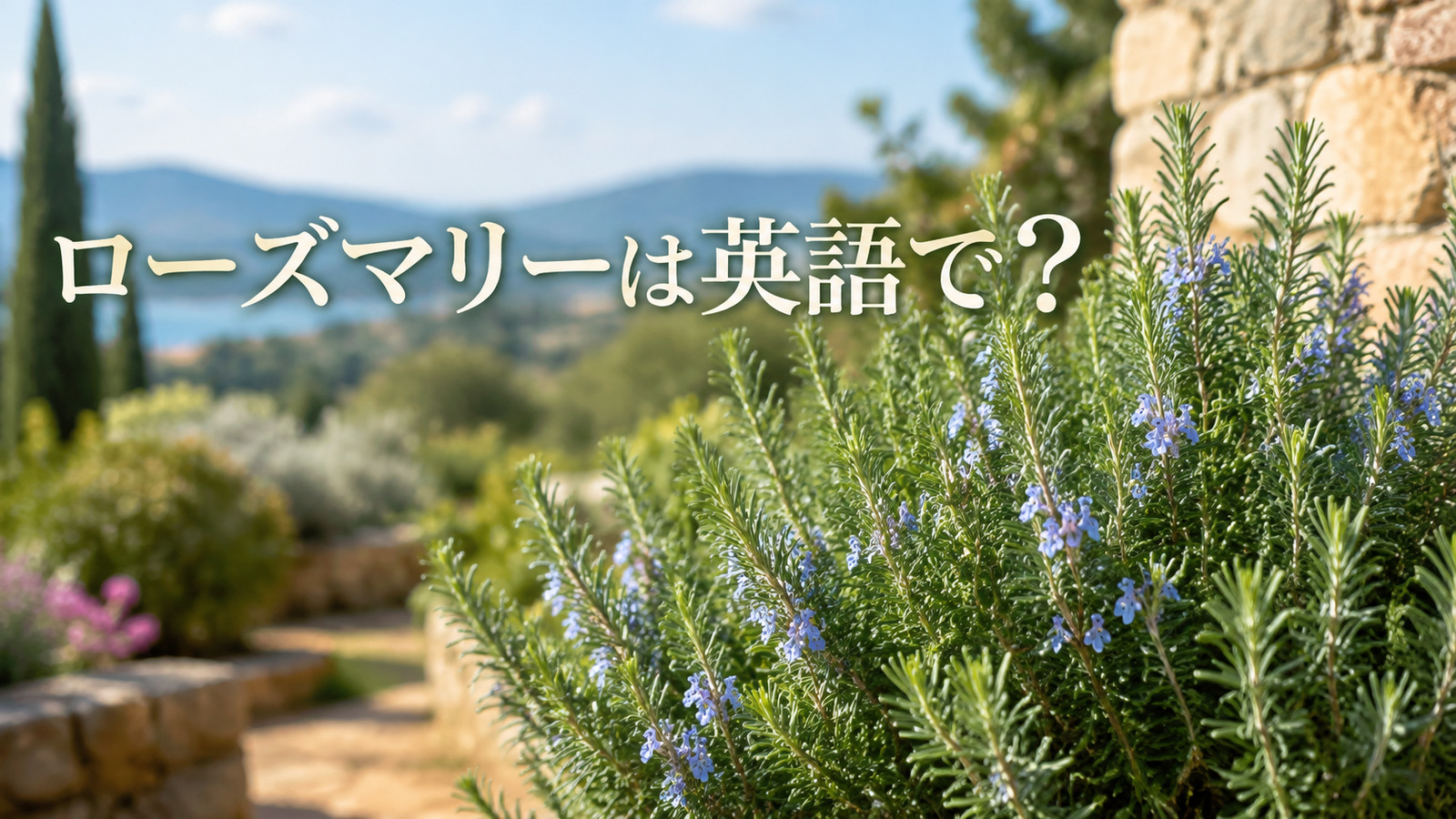地中海風の庭のローズマリーに「ローズマリーは英語で？」と記したアイキャッチ