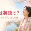 桜は英語でcherry blossomsと紹介する春のイラスト