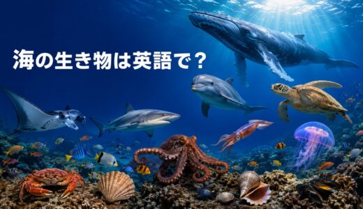 海の生き物の英語一覧｜魚・貝・甲殻類・イカ・タコ・海獣を種類別に紹介