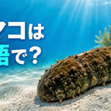 海底のナマコと「ナマコは英語で？」の文字