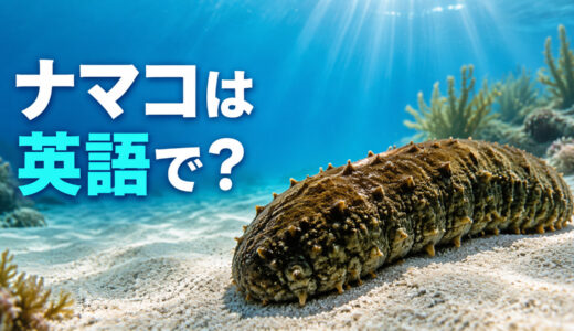 ナマコは英語で？sea cucumberの発音・複数形と食材としての言い方