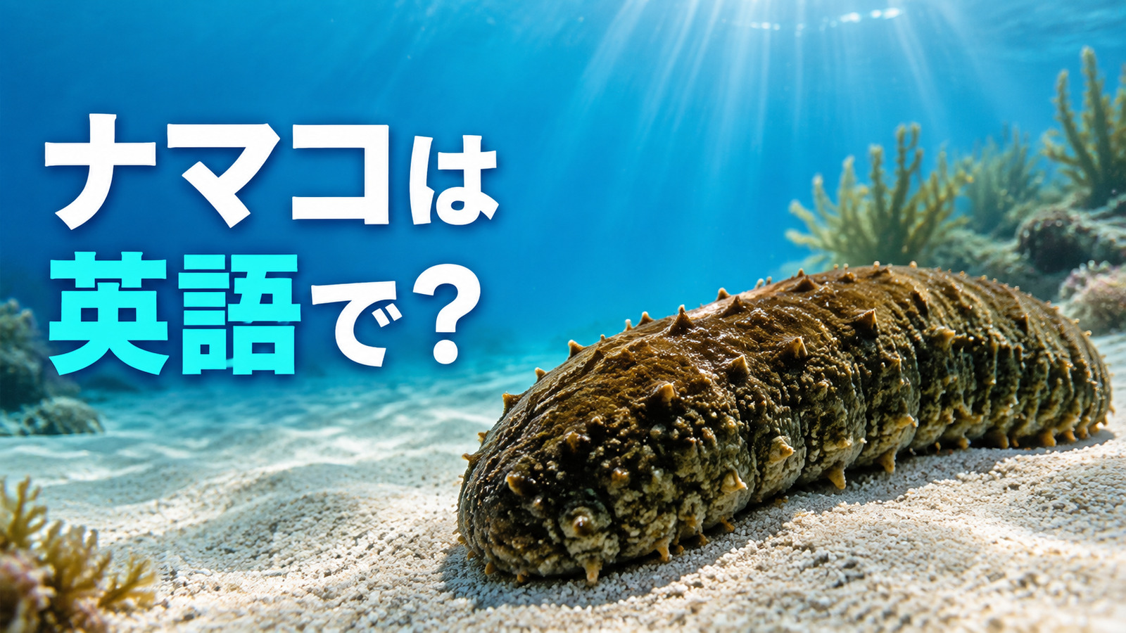 ナマコは英語で？sea cucumberの発音・複数形と食材としての言い方