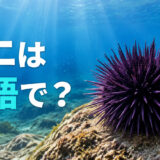 海中の紫色のウニと「ウニは英語で?」の文字