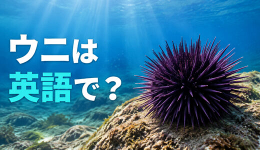 ウニは英語で？sea urchinの発音・複数形と食材のuniとの違い