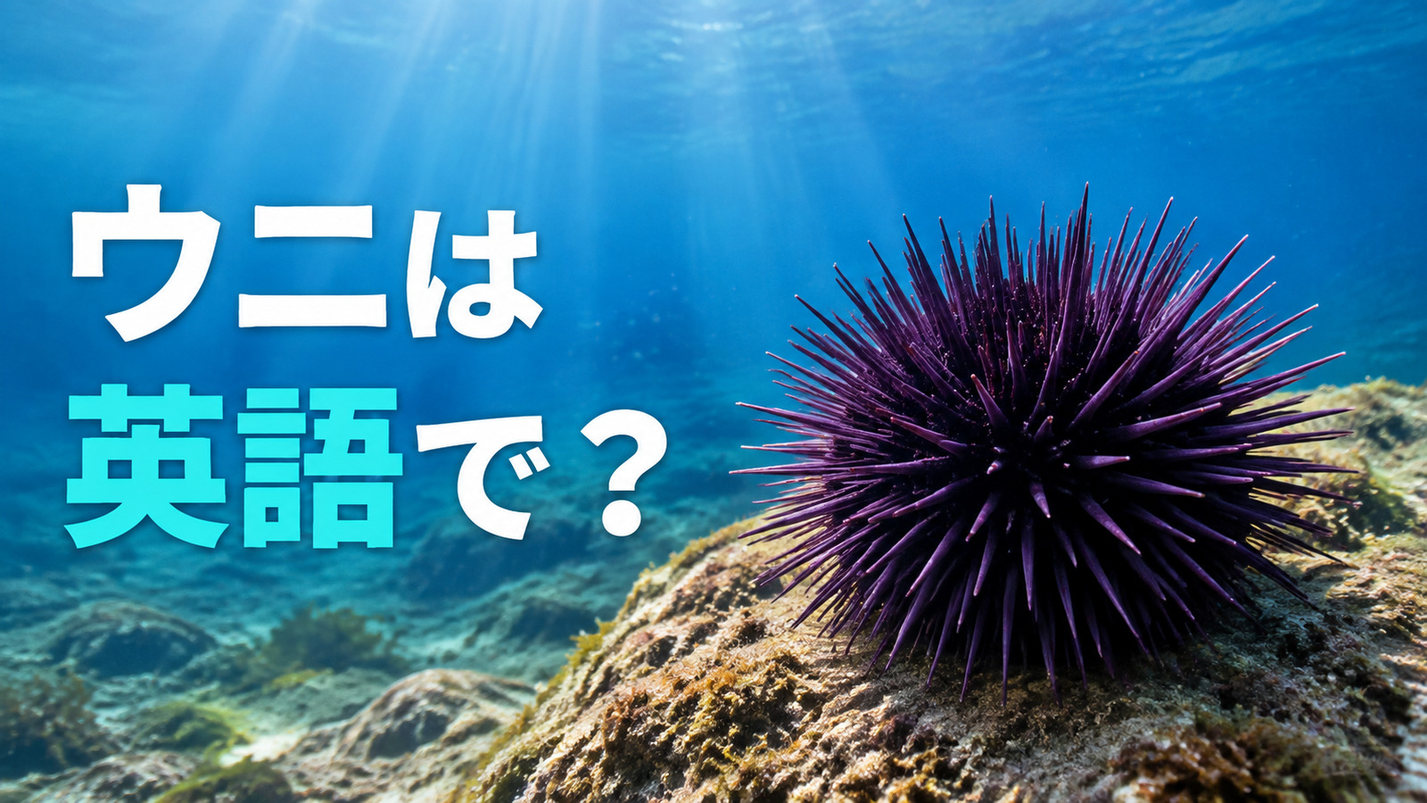 ウニは英語で？sea urchinの発音・複数形と食材のuniとの違い