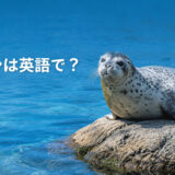 海辺のアザラシと「アザラシは英語で?」の文字