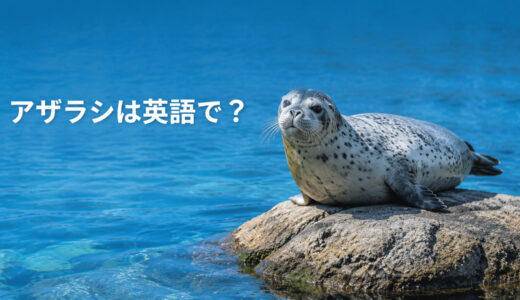 アザラシは英語で？sealの発音・複数形とsea lion（アシカ）との違い