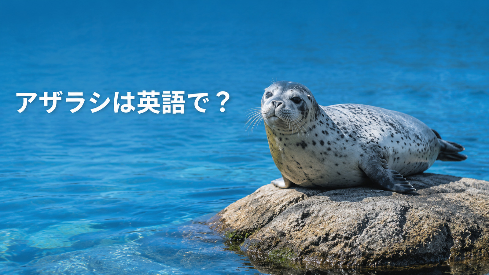 アザラシは英語で？sealの発音・複数形とsea lion（アシカ）との違い