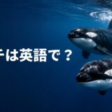 海を泳ぐシャチと「シャチは英語で?」の文字