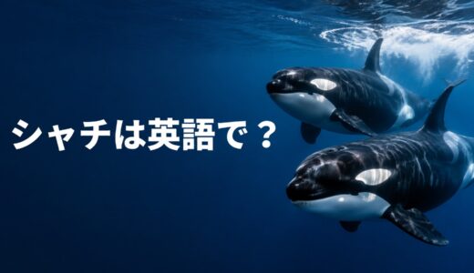 シャチは英語で？orcaとkiller whaleの違い・発音・複数形を解説