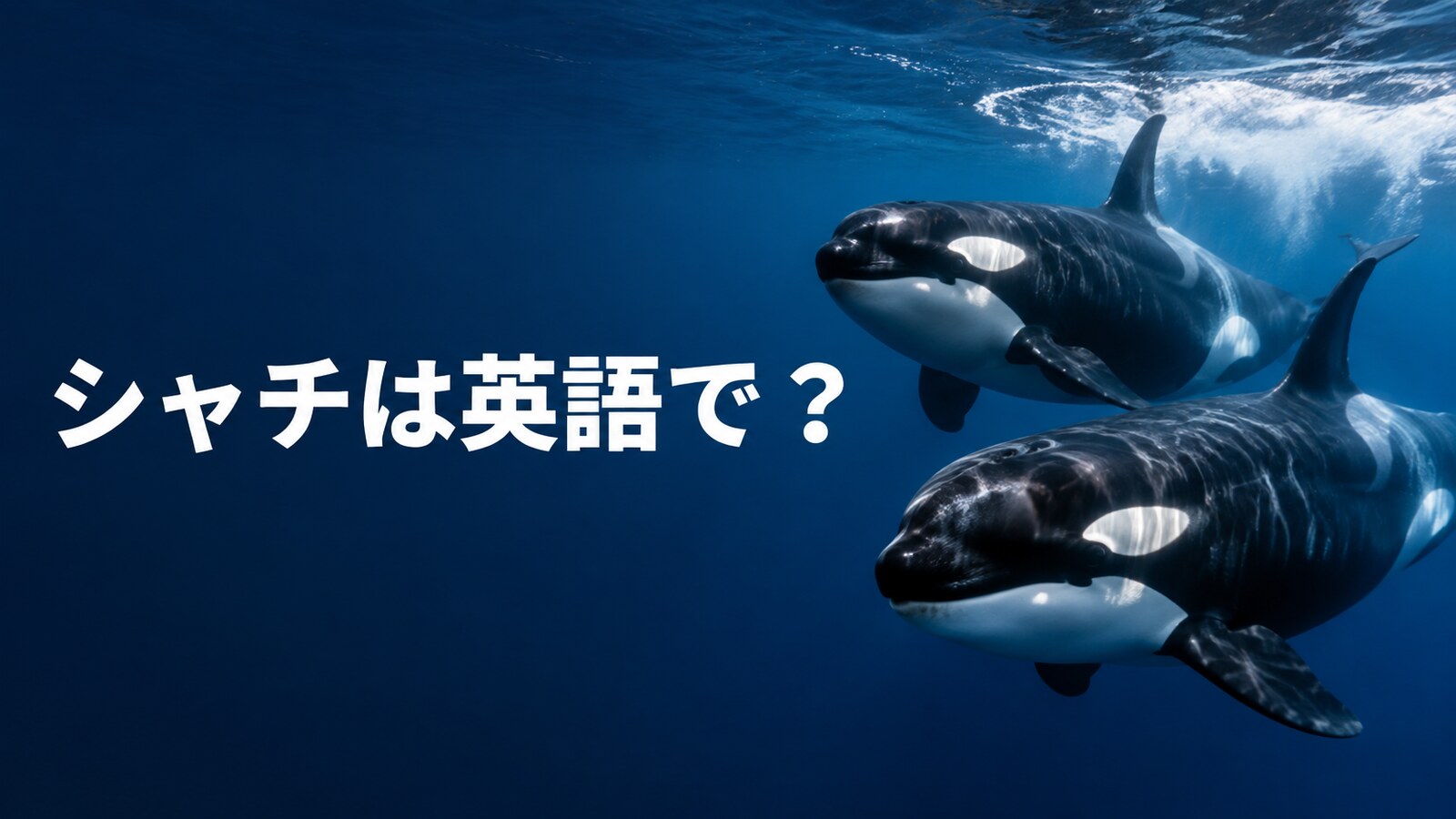シャチは英語で？orcaとkiller whaleの違い・発音・複数形を解説