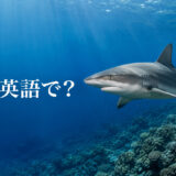 サンゴ礁の上を泳ぐサメと「サメは英語で？」の文字