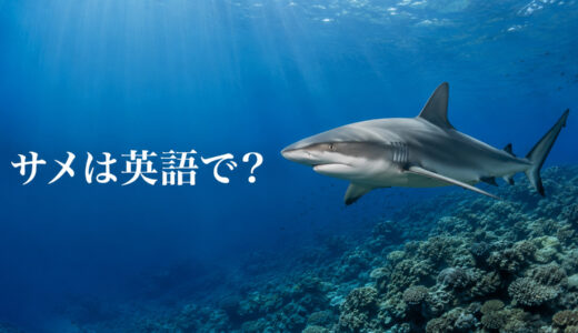 サメは英語で？sharkの発音・複数形と種類、サメとエイの違い
