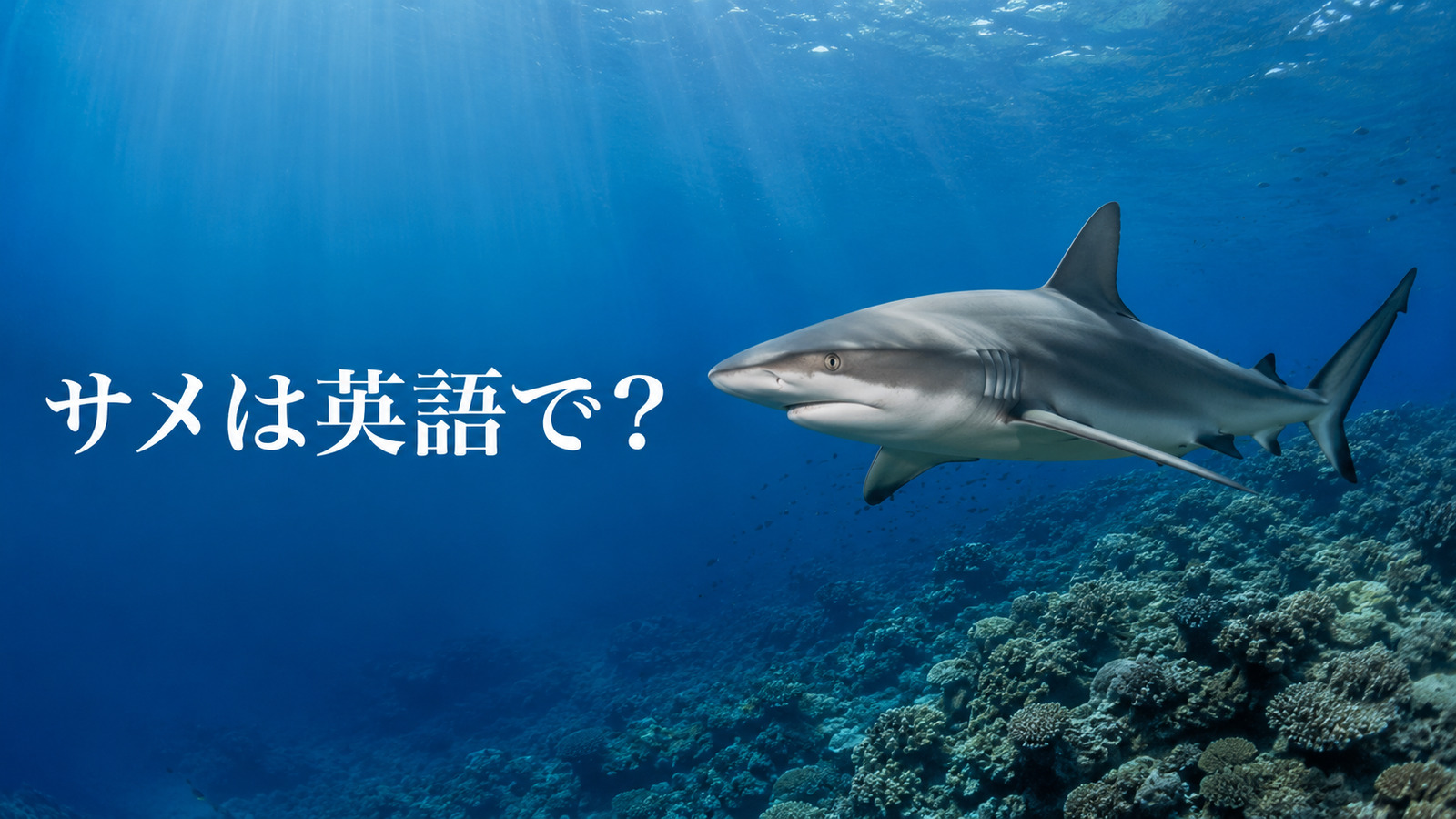 サメは英語で？sharkの発音・複数形と種類、サメとエイの違い