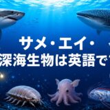 ホホジロザメ・ジンベエザメ・シュモクザメ・マンタ・エイ・チョウチンアンコウ・ダイオウグソクムシ・メンダコと「サメ・エイ・深海生物は英語で？」の文字