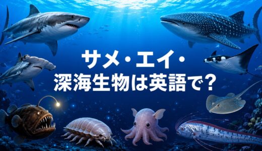 サメ・エイ・深海生物の英語一覧｜shark・ray・deep-sea creaturesの種類と違い