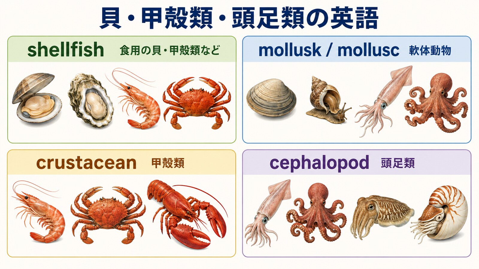 shellfish・molluskまたはmollusc・crustacean・cephalopodの違いを貝・エビ・カニ・イカ・タコで示す英語分類図
