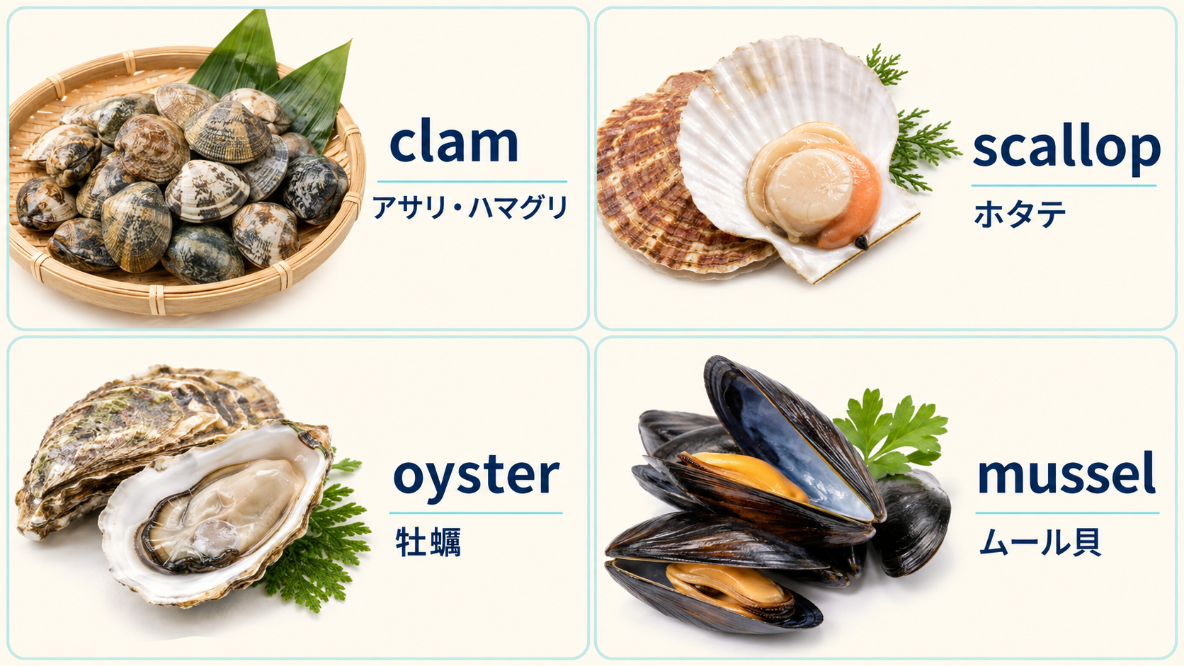 clam・scallop・oyster・musselの日本語と英語