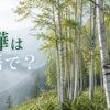 白樺は英語で？日本の高原に広がるJapanese white birchの林
