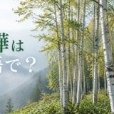 白樺は英語で?日本の高原に広がるJapanese white birchの林