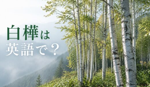 白樺は英語で？Japanese white birchの発音・学名、silver birchとの違いと日本文化