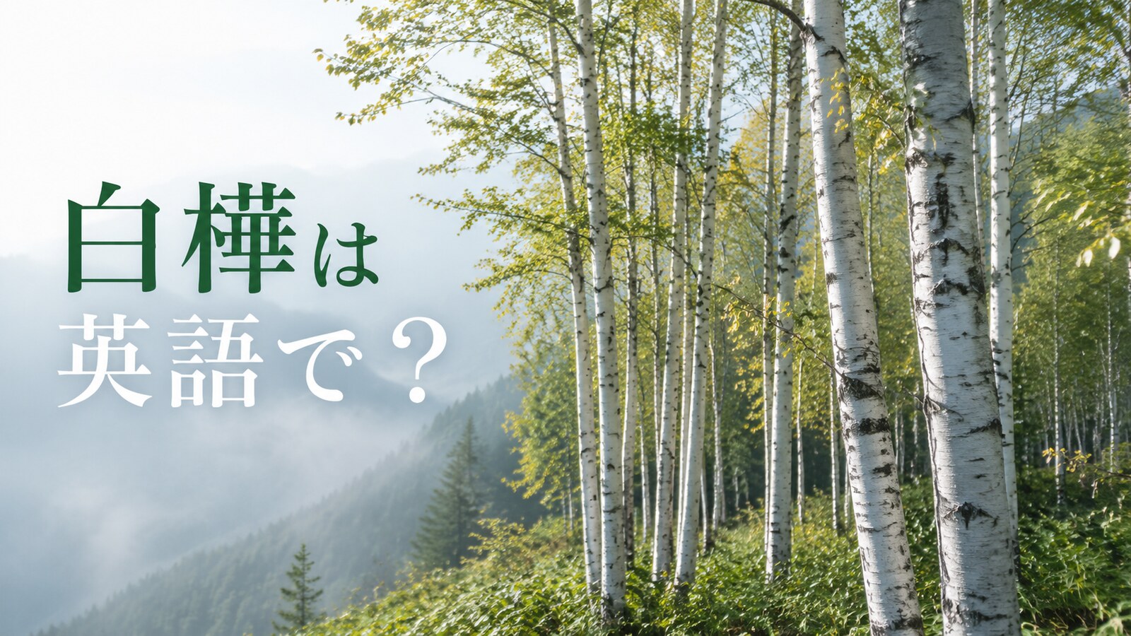 白樺は英語で?日本の高原に広がるJapanese white birchの林