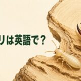 シロアリは英語で？termiteの意味と発音を解説するアイキャッチ