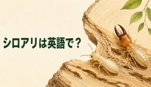 シロアリは英語で？termiteの発音・語源とantとの違い、被害の英語を解説