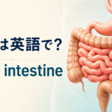 小腸は英語でsmall intestine|胃と大腸に囲まれた小腸のイラスト