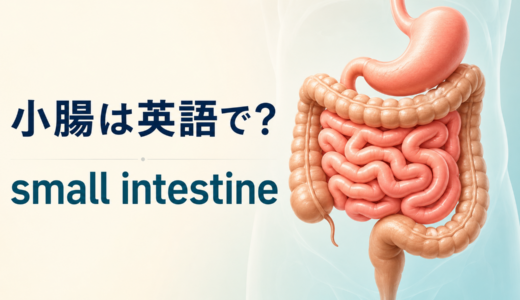 「小腸」は英語で？small intestineの発音・意味、small bowel・gutとの違い