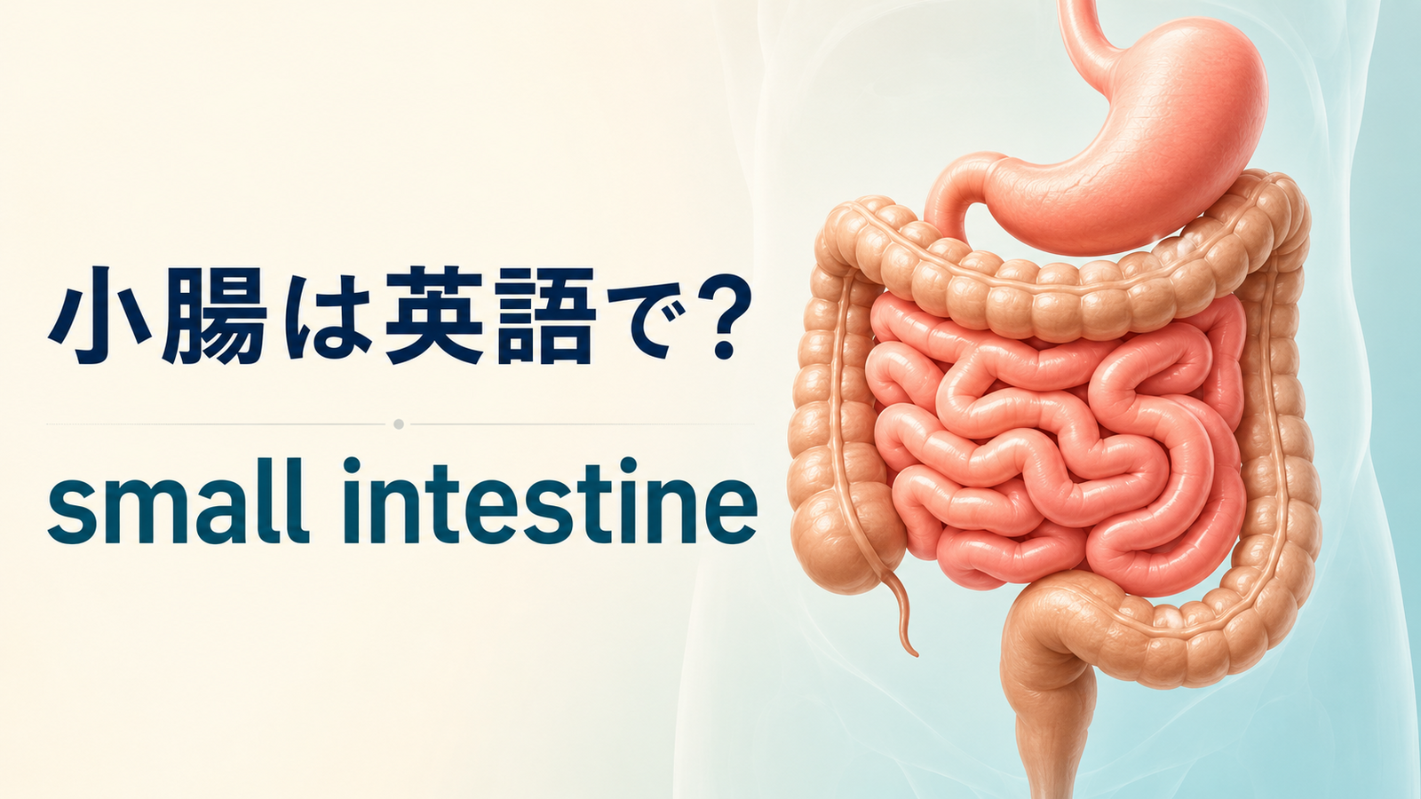 小腸は英語でsmall intestine|胃と大腸に囲まれた小腸のイラスト