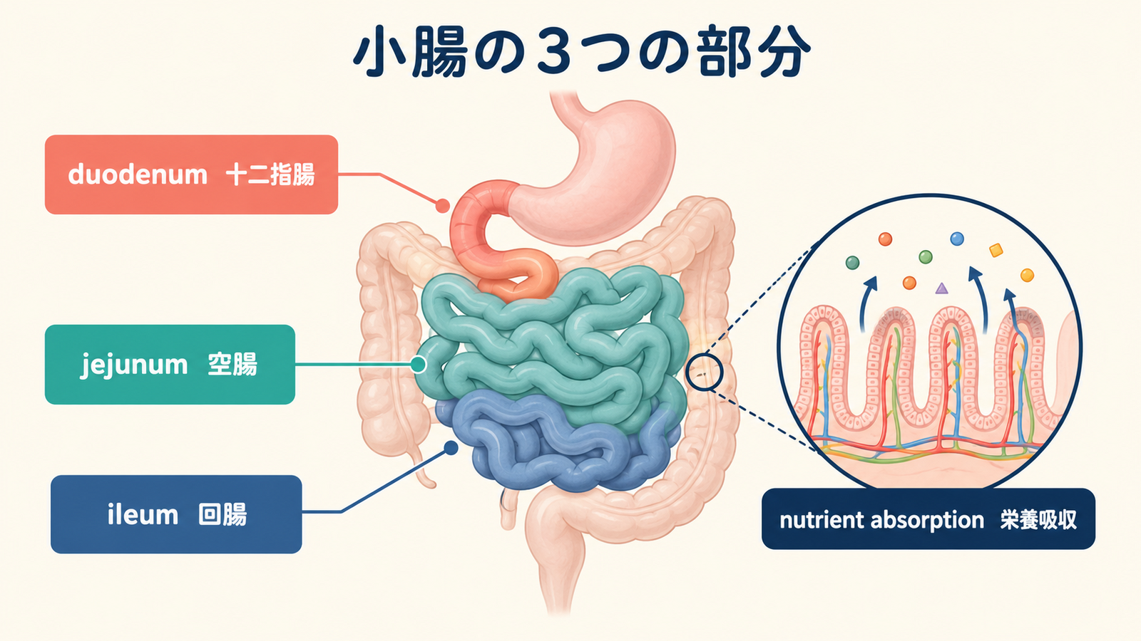duodenum、jejunum、ileumと栄養吸収を示す小腸の英語図解