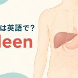 脾臓は英語でspleen|胃の左後方にある脾臓の位置を示すイラスト