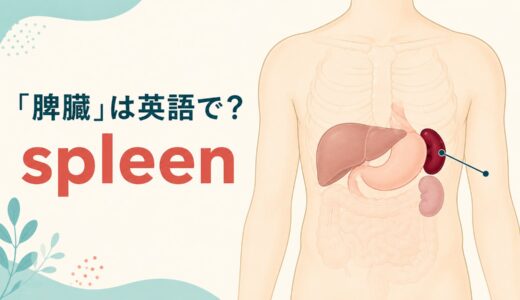 「脾臓」は英語で？spleenの発音・語源、splenicとの違いと免疫の英語