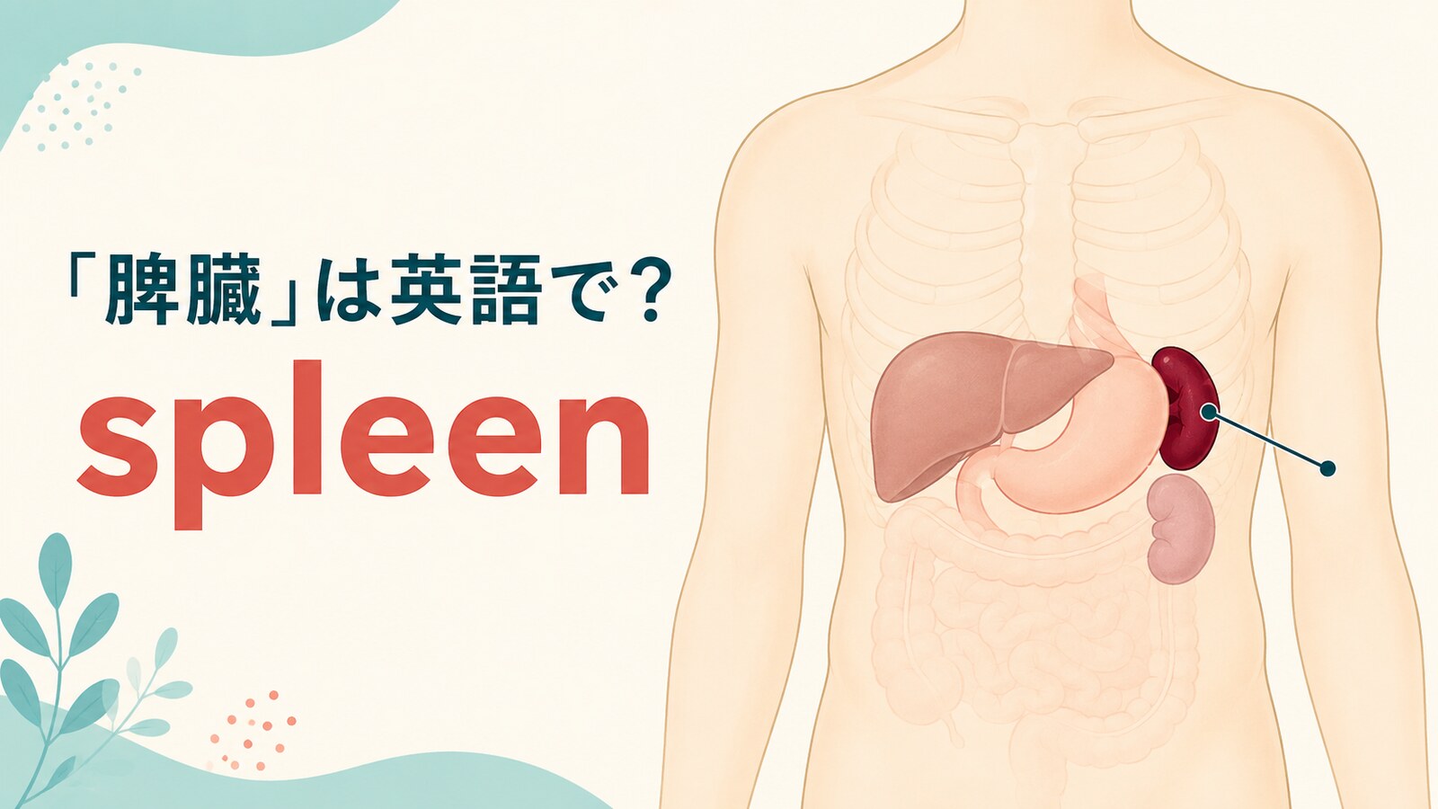 「脾臓」は英語で？spleenの発音・語源、splenicとの違いと免疫の英語