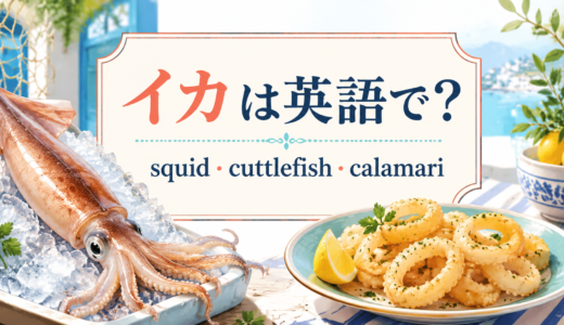 イカは英語で？squid・cuttlefish・calamariの違いと料理表現