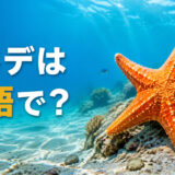 海底のヒトデと「ヒトデは英語で？」の文字
