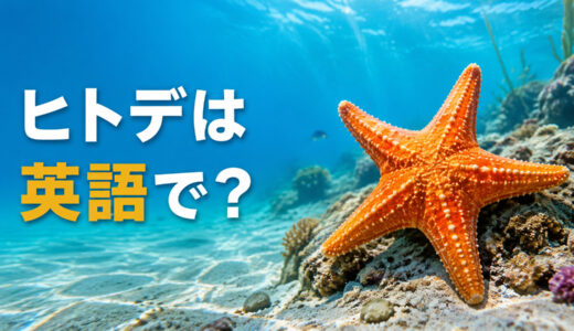 ヒトデは英語で？starfish・sea starの違いと発音・複数形