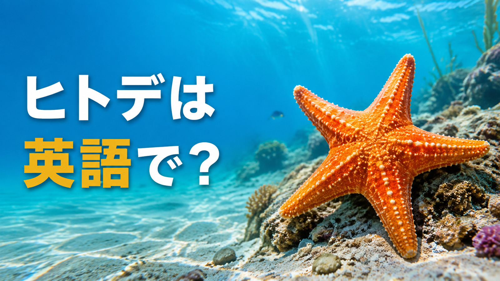 ヒトデは英語で？starfish・sea starの違いと発音・複数形