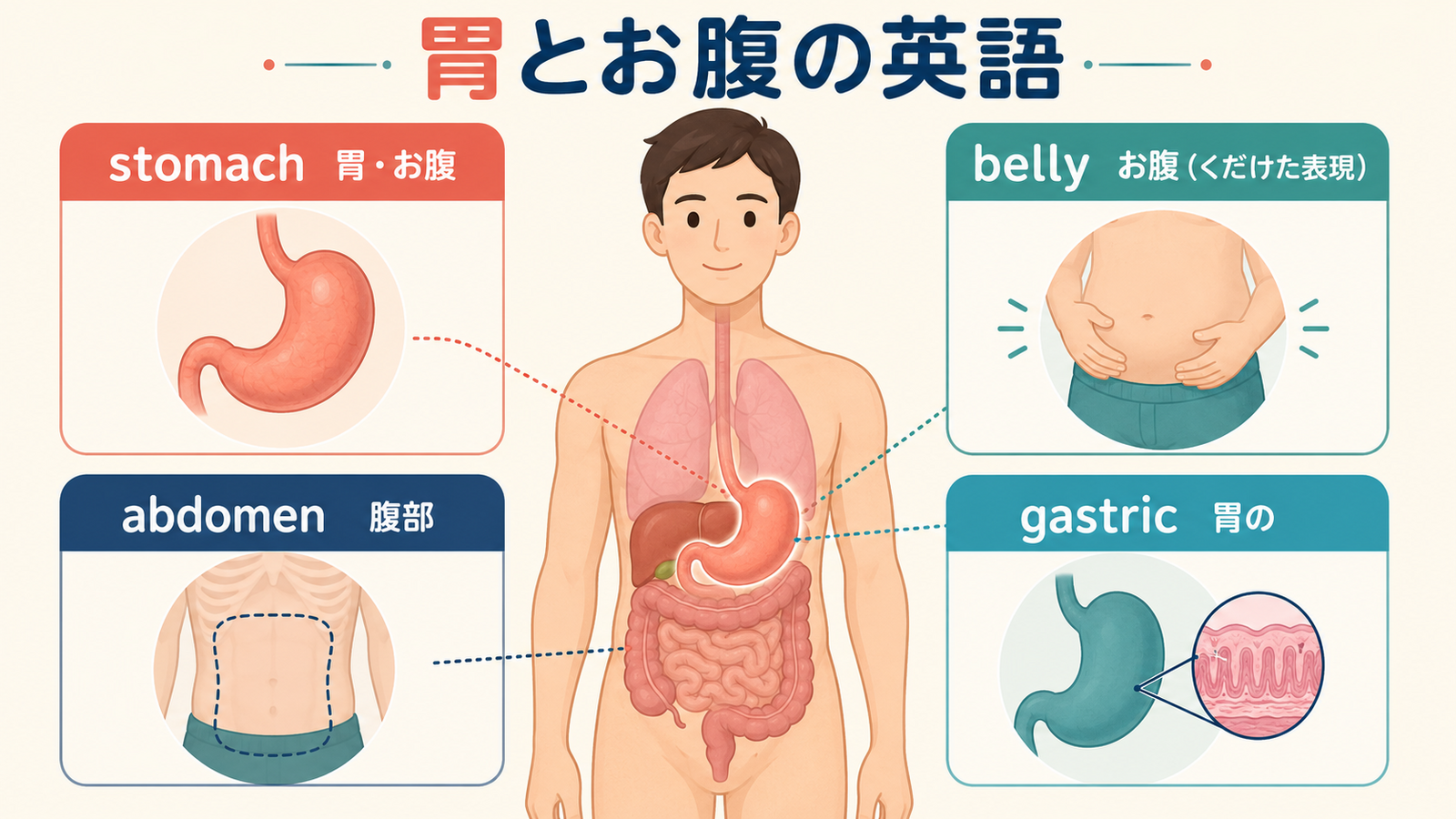 stomach、belly、abdomen、gastricの違いを示す英語図解